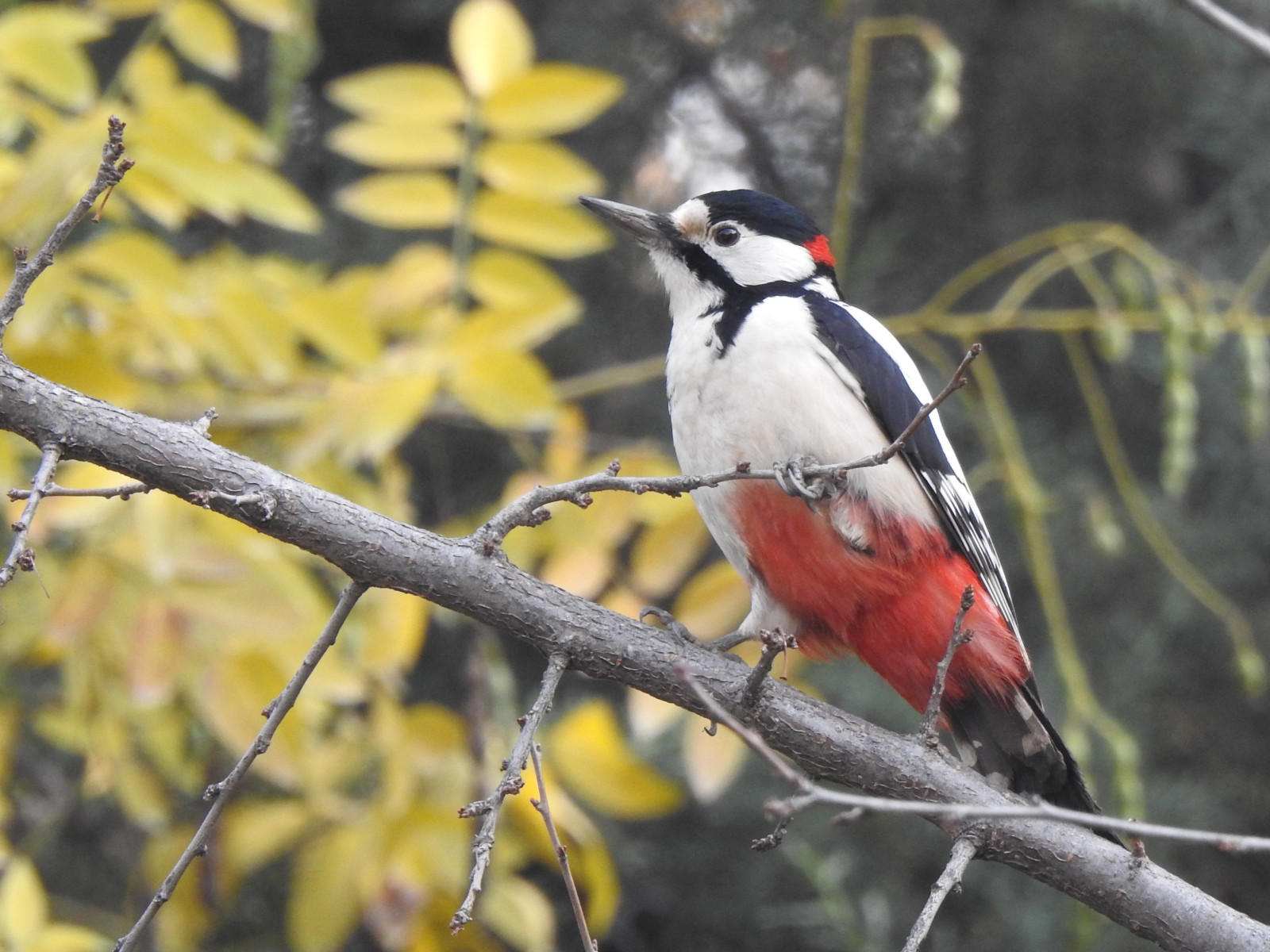 image White-winged Woodpecker
